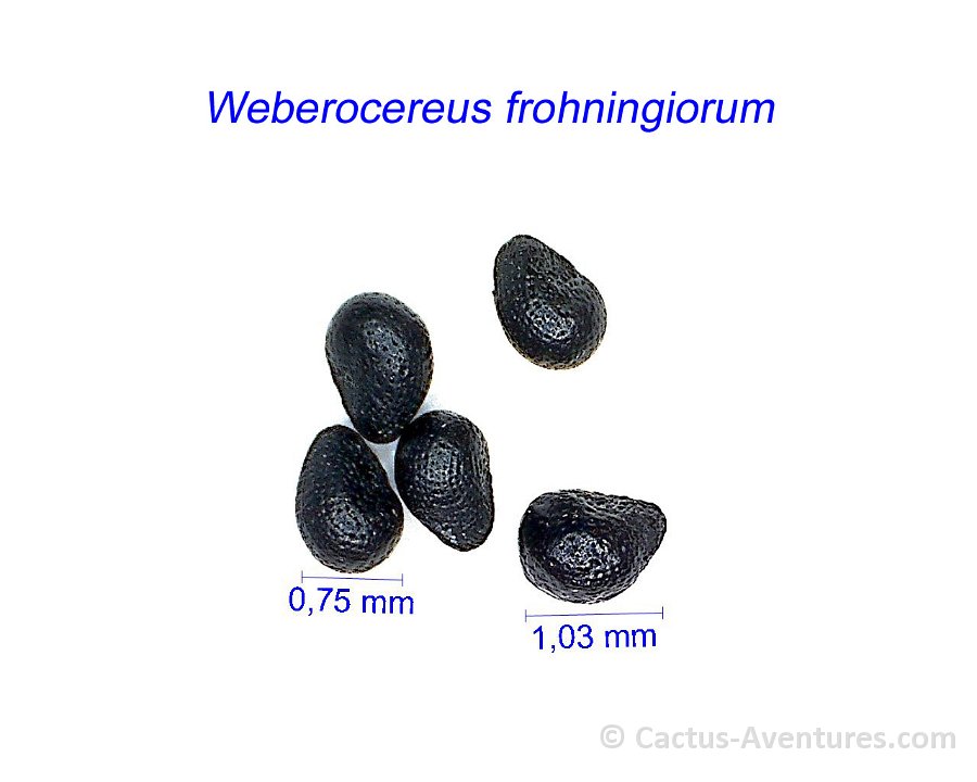 Weberocereus frohningianum HF
